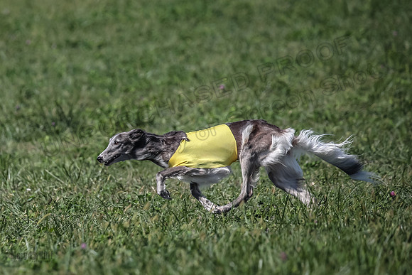 2 Finals Fch 1 Foxy Kelso Lizzie-8336