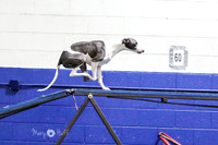 Whippets