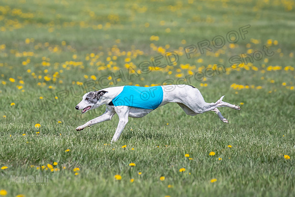 1Prelims Specials B6 Mantle PeteySue Echo-1578