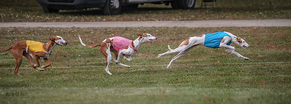 1 Prelims Fch 1 Penny Jadis Willow-5760