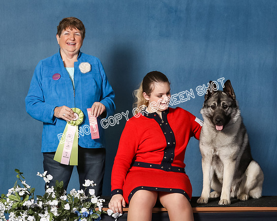 Elkhound 2020-1156