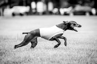 Prelims Willow-1101