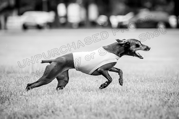 Prelims Willow-1101