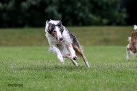 Borzoi