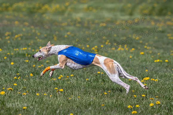 1Prelims Specials B4 Sprig Frankie Flower-1508