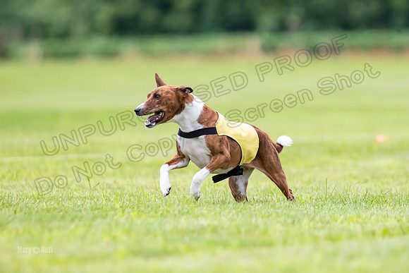 Finals Basenji-1415