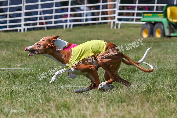 Prelim, Veteran 2, Dawn, Diva-8894