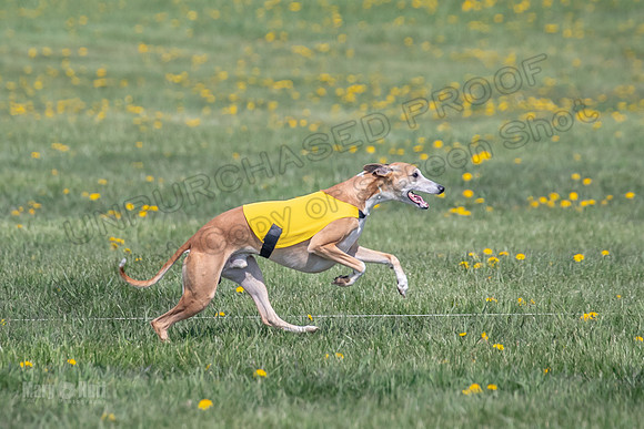 1Prelims Specials B6 Mantle PeteySue Echo-1595