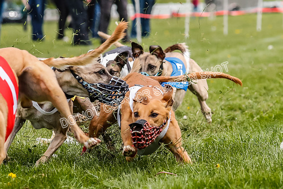 WRA, Prg 2, Race 12, Bookie Joplin Rogue Chase Jigsaw Rum-9078