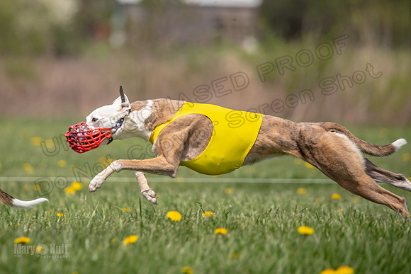 Finals Open F5 Digit Hugo-4023