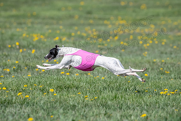 1Prelims Specials B6 Mantle PeteySue Echo-1584