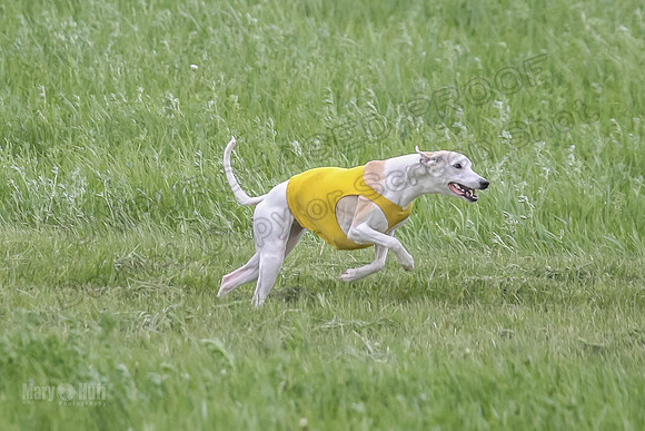 1 Prelims Fch 1 Flaare Cooper Buttercup-8249