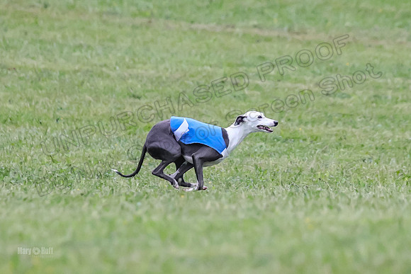 Prelim Open B2, Easy Cardi Minerva-8432