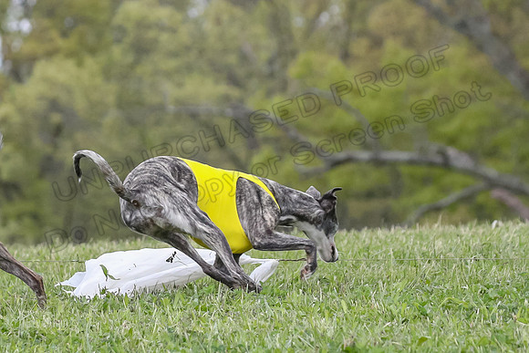 Finals Open E4, Sunshine Siren Shadow-1166