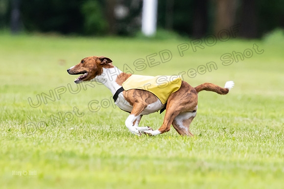 Finals Basenji-1407