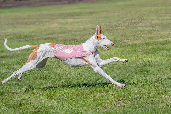 Prelims Fch 1 Ginny Willow Madyson-5486