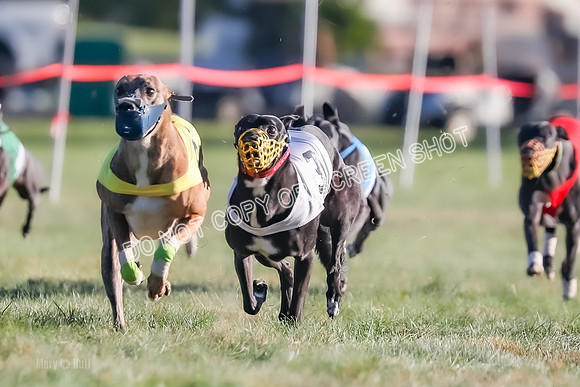 Prg 1, Race 14, Grim Zivah Beacon Cherry Pie Siggy Riggs-9217