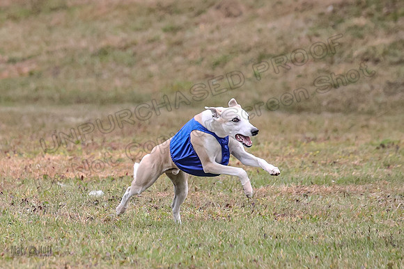 1 Prelims Open 1 AnnieOakley Fennec Zero-1243