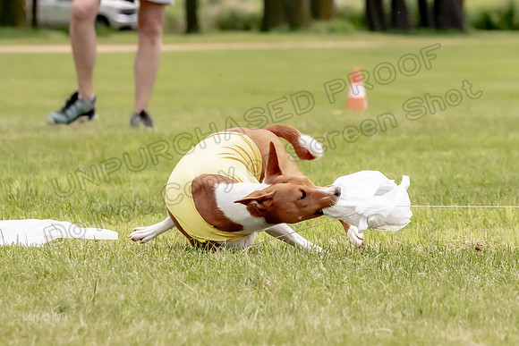 Finals Basenji-1368