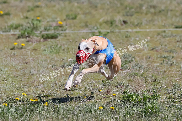 Prelim, Rocky Shimmy Zed-2427