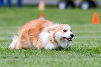 Cat Test 1-0045
