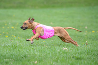 Rhodesian Ridgeback
