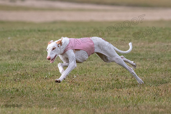 Finals Fch 2 Beastie Willow Ginny-3212