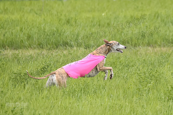 1 Prelims Open 1, LA Twister Greta-8194