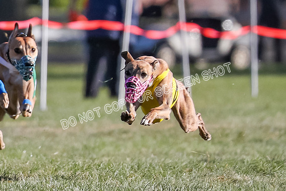 Prg 1, Race 19, Picanha Nibbles Cutter Tanooki Cheetah-9301