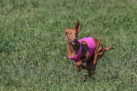 2 Finals Vet 1 Precious Copper Cayper-7259