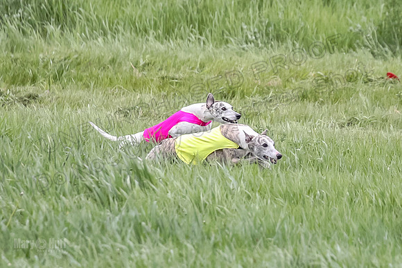 1 Prelims Open 3 Sydney Spanx Frankie-8229