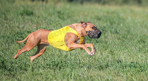 1 Prelims Open 1 Kinky Ash Zanna-4432