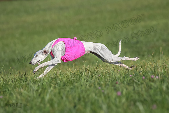 1 Prelims Vet 1 Izzy Dawn-9144