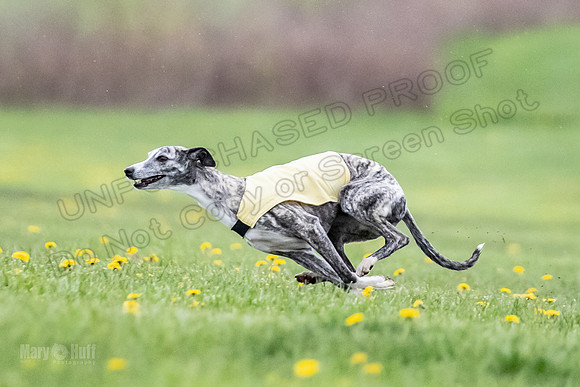 Finals Fch A1 Whisper Treble JesseJames-9068