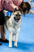 Sweeps 9-12 Dog