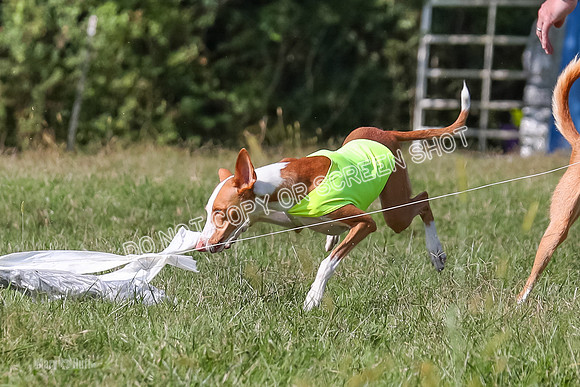Open Prelim B1, Libby, Rogue, Penny-7811
