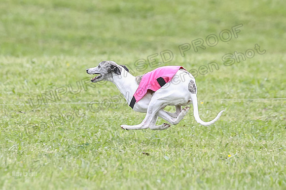 Prelim Veterans 2, Brag Nellie Herk-0116
