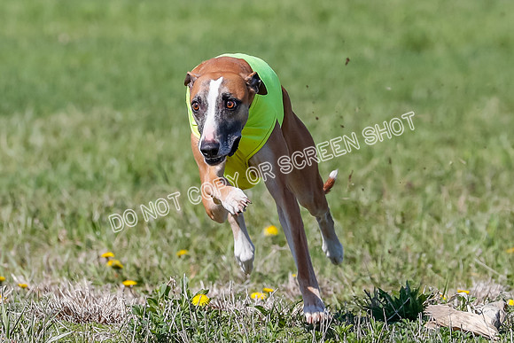 Prelim, Rocky Shimmy Zed-2412