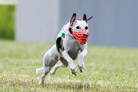 Puppy, Gambit-1604
