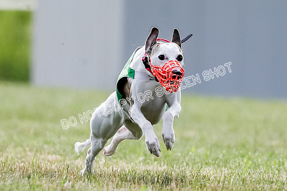 Puppy, Gambit-1604