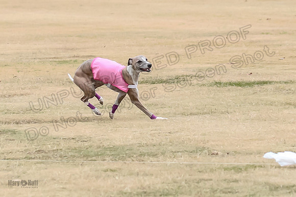 1Prelim Open 4 Kashi Rigel-3087