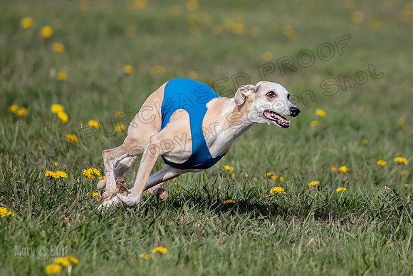 1 Prelim Veterans 1 Bandit Justice Raya-6803