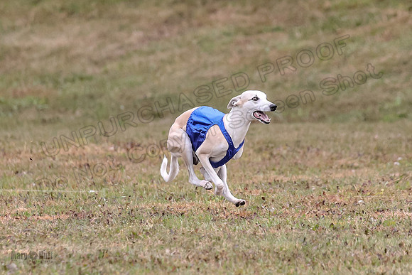 1 Prelims Open 1 AnnieOakley Fennec Zero-1237