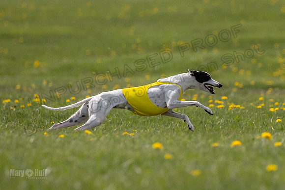 Finals Specials B2 PeteySue Frankie Rush-4637