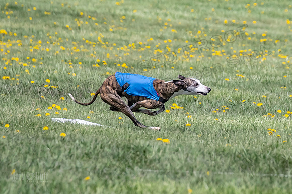 1Prelims Veterans 2 Nellie Prudence Captain-1645