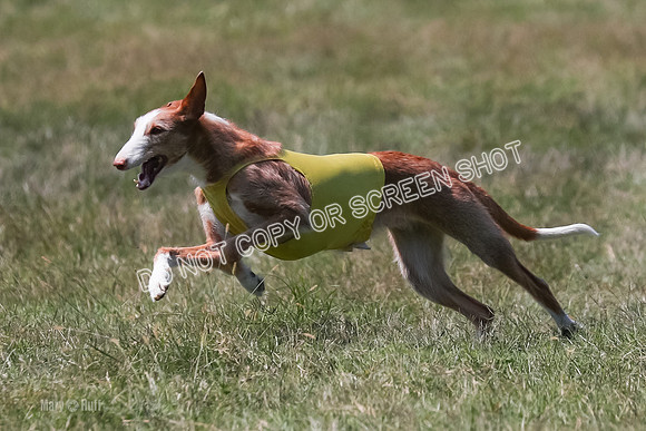 Finals, Veteran 2, Pepper, Diva-9466