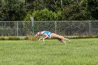 prg 1 Dash Dog-3606