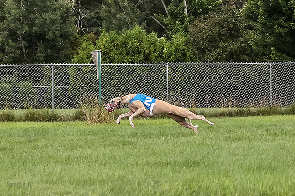 prg 1 Dash Dog-3606