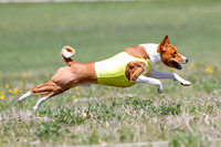 Basenji