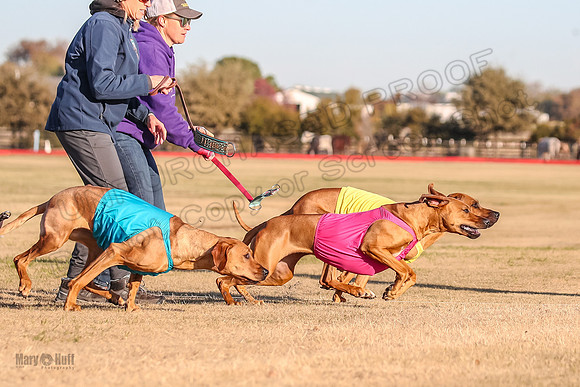 1prelims Open 1 Chief Coco Rein-9529